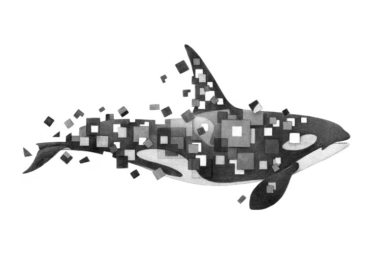輸入壁紙 カスタム壁紙 PHOTOWALL / Fractured Killer Whale Grayscale (e320023)