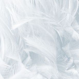 輸入壁紙 カスタム壁紙 PHOTOWALL / White Feathers (e318189)