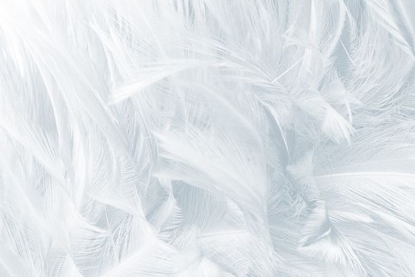 輸入壁紙 カスタム壁紙 PHOTOWALL / White Feathers (e318189)