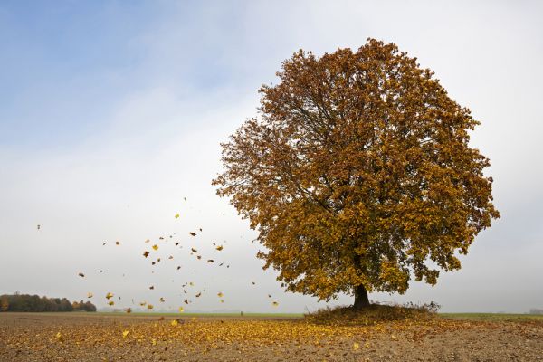 輸入壁紙 カスタム壁紙 PHOTOWALL / Autumn Maple Tree (e318266)