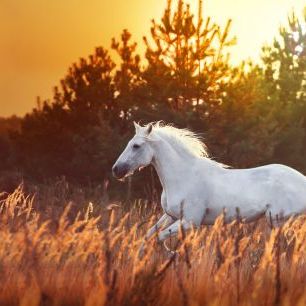 輸入壁紙 カスタム壁紙 PHOTOWALL / White Horse Run (e318272)