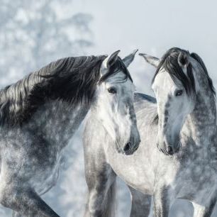 輸入壁紙 カスタム壁紙 PHOTOWALL / Winter Forest Horses (e318281)