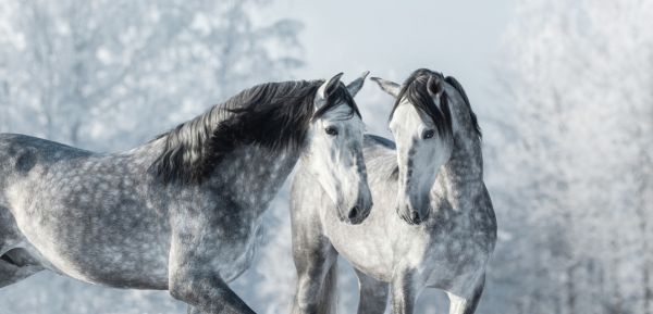 輸入壁紙 カスタム壁紙 PHOTOWALL / Winter Forest Horses (e318281)
