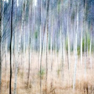 輸入壁紙 カスタム壁紙 PHOTOWALL / Autumn Birch Forest (e318282)
