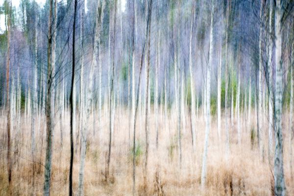 輸入壁紙 カスタム壁紙 PHOTOWALL / Autumn Birch Forest (e318282)
