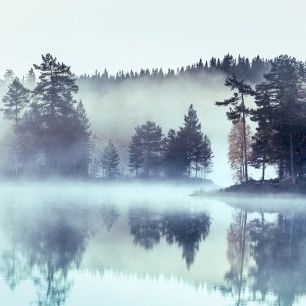輸入壁紙 カスタム壁紙 PHOTOWALL / Forest Fog and Mist (e318283)