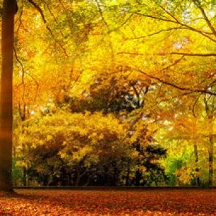 輸入壁紙 カスタム壁紙 PHOTOWALL / Forest in Autumn (e318285)