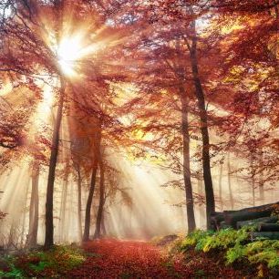 輸入壁紙 カスタム壁紙 PHOTOWALL / Misty Autumn Forest (e318286)