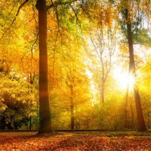 輸入壁紙 カスタム壁紙 PHOTOWALL / Gorgeous Forest in Autumn (e318287)