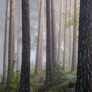 輸入壁紙 カスタム壁紙 PHOTOWALL / Foggy Forest (e318300)