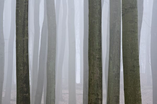 輸入壁紙 カスタム壁紙 PHOTOWALL / Beech Trees Forest (e318304)