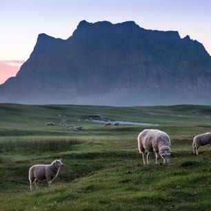 輸入壁紙 カスタム壁紙 PHOTOWALL / Lambs Pastures in Meadow (e318140)