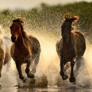 輸入壁紙 カスタム壁紙 PHOTOWALL / Horses in River (e318326)