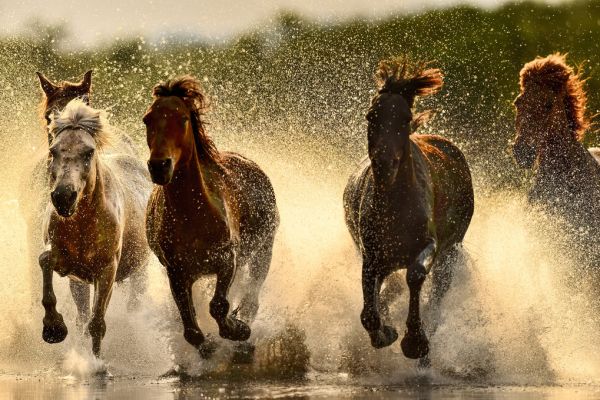 輸入壁紙 カスタム壁紙 PHOTOWALL / Horses in River (e318326)