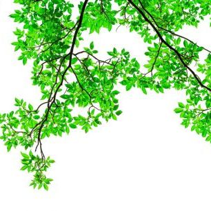 輸入壁紙 カスタム壁紙 PHOTOWALL / Leaves and Branches (e318339)