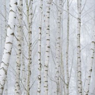 輸入壁紙 カスタム壁紙 PHOTOWALL / Birch Tree Forest (e318343)