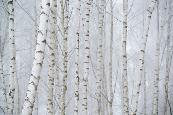 輸入壁紙 カスタム壁紙 PHOTOWALL / Birch Tree Forest (e318343)