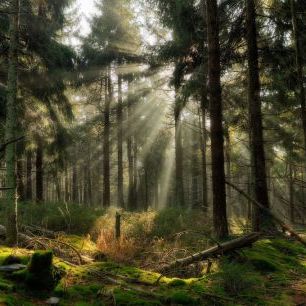 輸入壁紙 カスタム壁紙 PHOTOWALL / Sunbeam in the Forest (e318345)