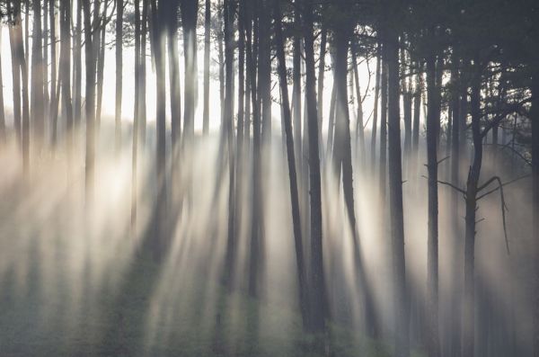 輸入壁紙 カスタム壁紙 PHOTOWALL / Morning Ray in Pine Forest (e318346)