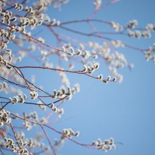 輸入壁紙 カスタム壁紙 PHOTOWALL / Willow Tree Blossom (e318360)