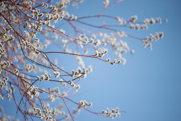 輸入壁紙 カスタム壁紙 PHOTOWALL / Willow Tree Blossom (e318360)