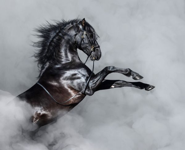 輸入壁紙 カスタム壁紙 PHOTOWALL / Horse Rearing in Smoke (e318386)