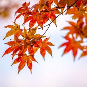 輸入壁紙 カスタム壁紙 PHOTOWALL / Maple Autumn Leaves (e318387)