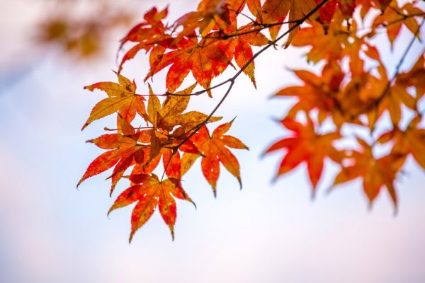 輸入壁紙 カスタム壁紙 PHOTOWALL / Maple Autumn Leaves (e318387)