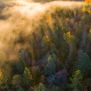 輸入壁紙 カスタム壁紙 PHOTOWALL / Morning Mist in the Forest (e318398)