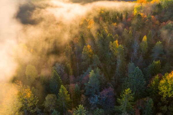 輸入壁紙 カスタム壁紙 PHOTOWALL / Morning Mist in the Forest (e318398)