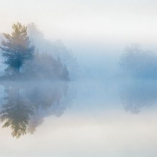 輸入壁紙 カスタム壁紙 PHOTOWALL / Tree in Mist (e318406)