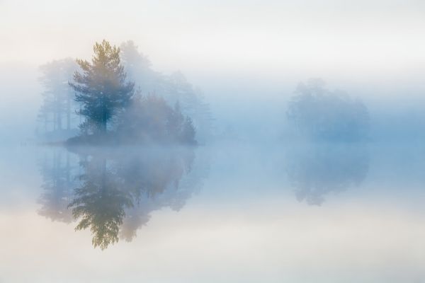 輸入壁紙 カスタム壁紙 PHOTOWALL / Tree in Mist (e318406)
