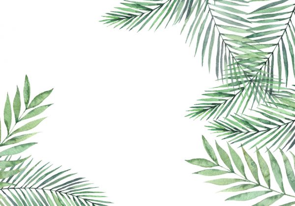 輸入壁紙 カスタム壁紙 PHOTOWALL / Palm Leaves and Branches (e318510)