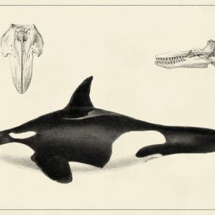 輸入壁紙 カスタム壁紙 PHOTOWALL / Antique Whale Study (e320422)