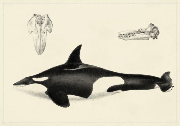 輸入壁紙 カスタム壁紙 Photowall Antique Whale Study 422 壁紙屋本舗