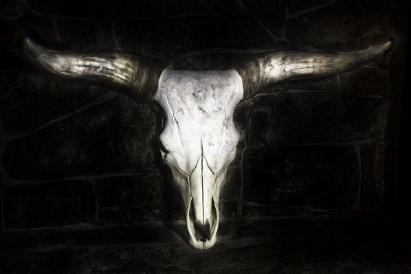 輸入壁紙 カスタム壁紙 PHOTOWALL / Cow Skull (e320608)