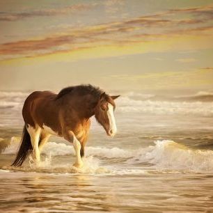 輸入壁紙 カスタム壁紙 PHOTOWALL / Sunkissed Horses (e320619)