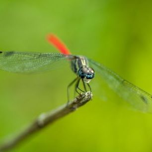 輸入壁紙 カスタム壁紙 PHOTOWALL / Dragonfly (e320968)