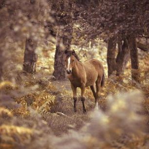 輸入壁紙 カスタム壁紙 PHOTOWALL / Wild Horse (e320973)