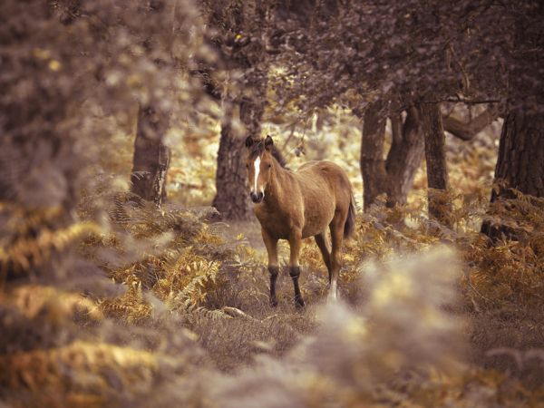 輸入壁紙 カスタム壁紙 PHOTOWALL / Wild Horse (e320973)