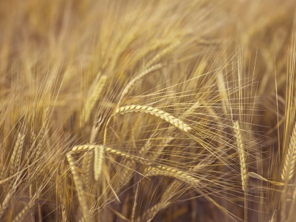 輸入壁紙 カスタム壁紙 PHOTOWALL / Wheat Field (e320982)