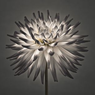 輸入壁紙 カスタム壁紙 PHOTOWALL / Dahlia Flower (e320984)