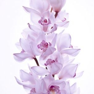 輸入壁紙 カスタム壁紙 PHOTOWALL / Orchids (e320987)