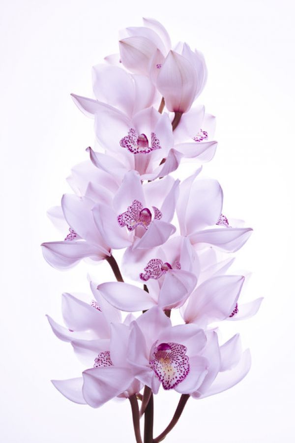 輸入壁紙 カスタム壁紙 PHOTOWALL / Orchids (e320987)