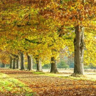 輸入壁紙 カスタム壁紙 PHOTOWALL / Autumn Pathway - Yelllow (e320989)