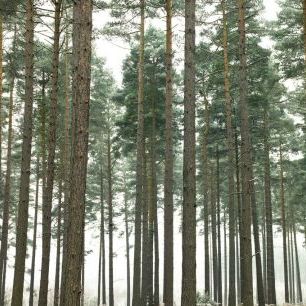 輸入壁紙 カスタム壁紙 PHOTOWALL / Pine Forest (e320992)