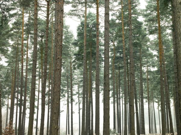 輸入壁紙 カスタム壁紙 PHOTOWALL / Pine Forest (e320992)