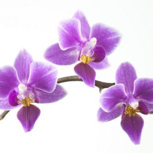 輸入壁紙 カスタム壁紙 PHOTOWALL / Orchids (e321027)