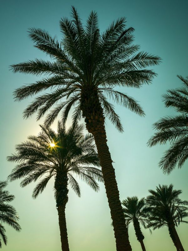 輸入壁紙 カスタム壁紙 PHOTOWALL / Palm Trees (e321046)