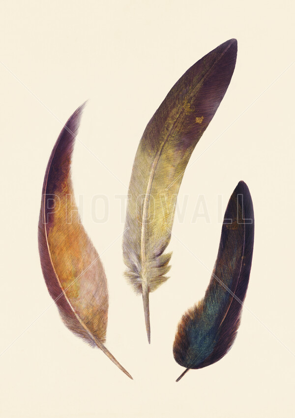 輸入壁紙 カスタム壁紙 PHOTOWALL / Three Feathers (e320081)